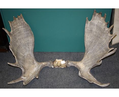 &nbsp;Moose (Alces alces), a large pair of adult antlers, joined by part skull. Maximum dimensions 120 x 75 cms.
