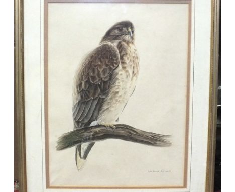 Eric Roberts, PROUD BUZZARD, watercolour, signed and titled,  48 X 35cm and seven botanical watercolours, signed, largest 44.