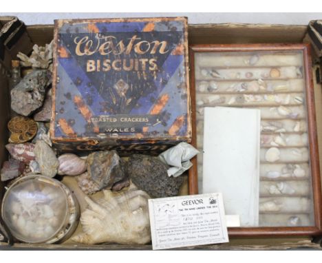 A good collection of early 20th century and later shells and minerals etc to include a nautilus fossil, a vial of 'Alluvial G