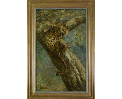 Cuthbert Edmund Swan (1870-1931)Watching and waiting: a leopard in a treesigned 'C.E. SWAN.' l.l., oil on canvas101 x 61cmCon