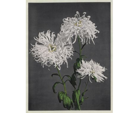 Ogawa, Kazumasa -- Some Japanese Flowers. 1892-1896. 4 albums, containing a total of 36 collotypes on album pages (some loose