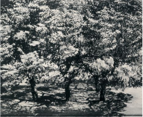 Steinert, Otto -- Die Bäume vor meinem Fenster II. 1956. Gelatin silver print on ivory paper. 14,3 x 17,7 cm (18 x 22 cm). Si