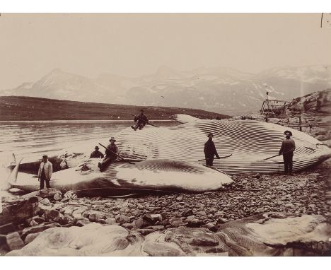 Whaling -- Photographer: M.G. Whaling in Norway. Circa 1880. Collodion paper print. 17 x 23 cm. Mounted to board (minimal fox