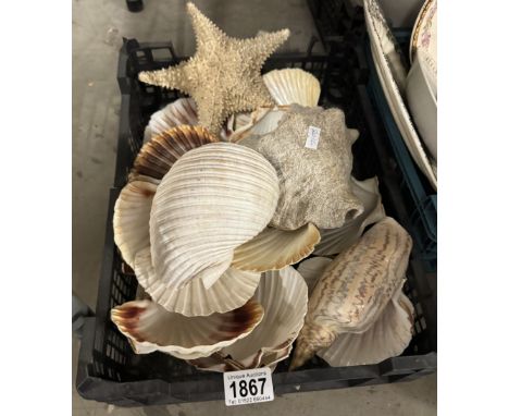 A good lot of sea shells