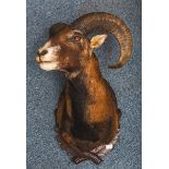 Wandfertiges Präparat eines Mufflons