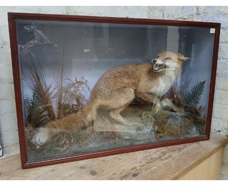 A late Victorian taxidermy fox, naturalistically modelled within glass display cabinet, width 99cm, depth 31cm &amp; height 6