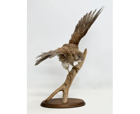 A vintage sparrow hawk taxidermy. 62x58cm.