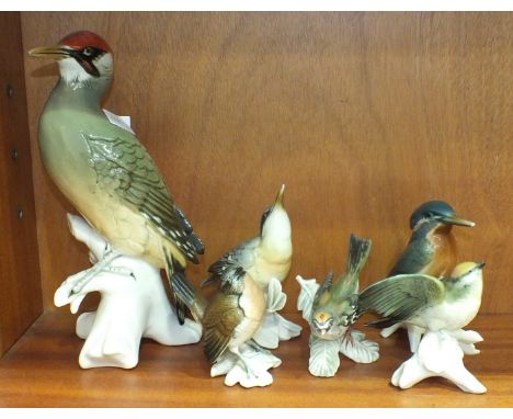 Five Karl Ens porcelain bird models: a green woodpecker, 26cm high, a wren, a nuthatch, a kingfisher, (beak broken) and a gol
