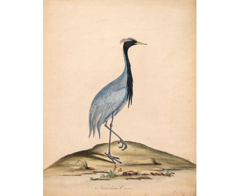 * Ornithology. Four prints from Portraits of Rare and Curious Birds from the Menagery of Osterly Park, by William Hayes, Lond