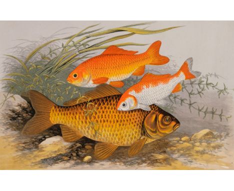 Houghton (William). British Fresh-Water Fishes, 1st edition, London: William Mackenzie, [1879], half-title, title in red &amp