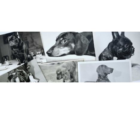 Pamela Chandler (1928-1993) good collection of portrait photographs of pedigree dogs and related material, including large nu