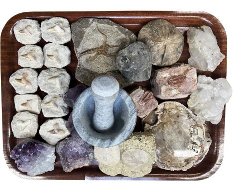 Fossils/Minerals: A Collection of Various Shark Teeth, Fossils and Minerals, to include - ten fossilised shark teeth preserve