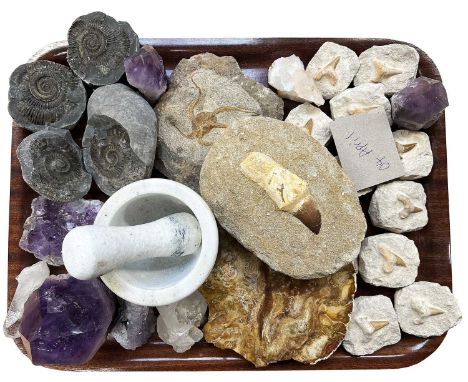 Fossils/Minerals: A Collection of Various Shark Teeth, Fossils and Minerals, to include - ten fossilised shark teeth preserve