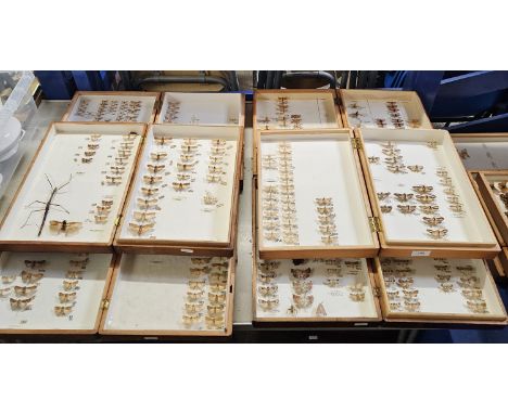 20 VINTAGE SPECIMEN CASES CONTAINING LARGE COLLECTION OF BUTTERFLIES, MOTHS AND A STICK INSECT, 3 EMPTY BOXES INCLUDED      