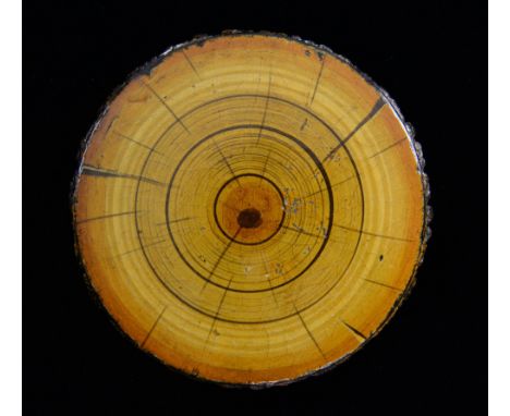 A very unusual 19th century papier-mache Tree Ring and bark effect circular snuff box. 9cm DiameterPart of the Michael Shrubb