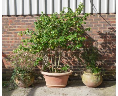 A TERRACOTTA OVAL PLANTER (3)80cm wide; 40cm high and a pair of circular garden pots, 42cm diameter; 38cm high