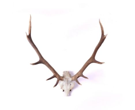 A COLLECTION OF SEVEN HUNTING TROPHIES (7)20th Century Comprising two unmounted stag heads, the largest 80cm high, three impa