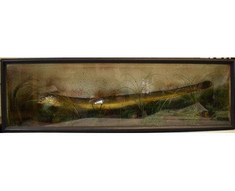 Taxidermy Eel with naturalistic setting of river bed. Mounted in wooden display case with glass front, (88cm x 28cm).  In goo