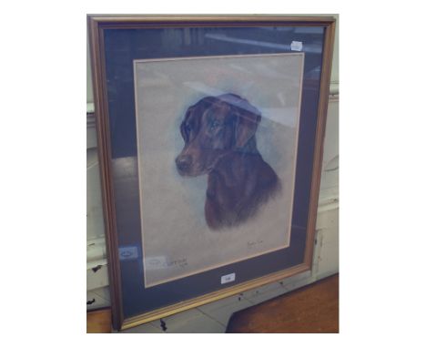 Margery Cox, a portrait of a Labrador, Coffee, pastel, signed, inscribed and dated 1976, 48 x 38 cm 