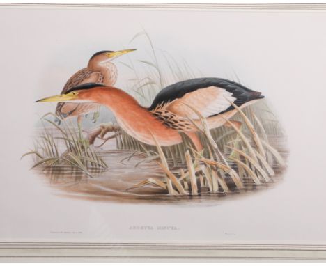 John Gould Lithograph of the Ardecca Minuta, the Little Bittern  in hand coloured mount and gilt glazed frame 21" x 28" inclu
