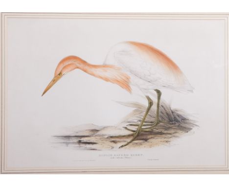 John Gould, Lithograph of the Rufous backed Egret in hand coloured mount and gilt glazed frame 21" x 28" including frame   Co