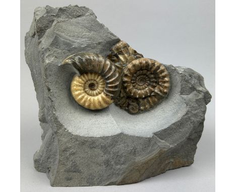 AMMONITE FOSSIL FROM LYME REGIS ENGLAND, circa 200 million years old. Aesthetic display slab, extensive preparation work to r