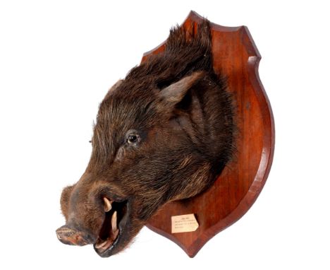 Taxidermy. A wild boar (Sus Scrofa) head, mounted on a mahogany shield bearing label reading Wild boar shot by Col.. W. R. J.