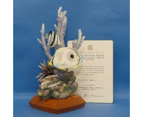 A limited edition Royal Worcester porcelain model of a Four Eyed Butterfly Fish, designed by&nbsp;R.Van Ruyckevelt, (343/500)