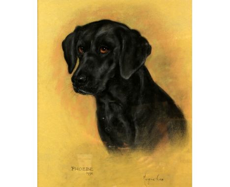 Marjorie Cox (British, 1915-2003). Portrait of a Black Labrador ‘Phoebe’,  pastel. signed and dated 1992, 44cm x 37cm, framed