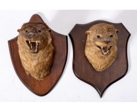 A pair of taxidermy mounted Otter masks by Peter Spicer, Leamington Spa:, both on shield plinths with paper labels to verso, 