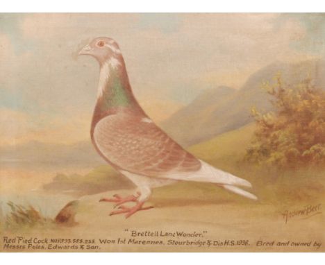ANDREW BEER (1862-1954) - Oil on canvas 'Brettle Lane Wonder', side portrait study of Red Pied Cock pigeon titled to the canv
