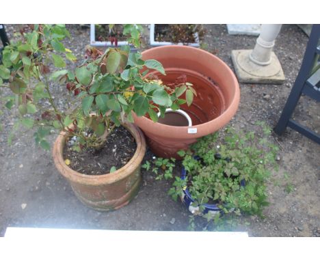 A large plastic planter, a terracotta planter with potted tray, and a blue glazed planter with potted plants etc.