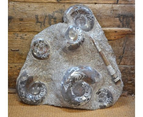 A large fossil-inset rock fragment containing polished ammonites and belemnites, &nbsp;65 x 65 cm, on wrought iron wall-mount
