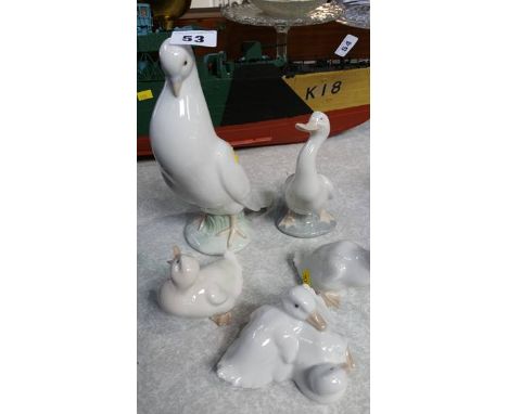 Quantity of Nao birds