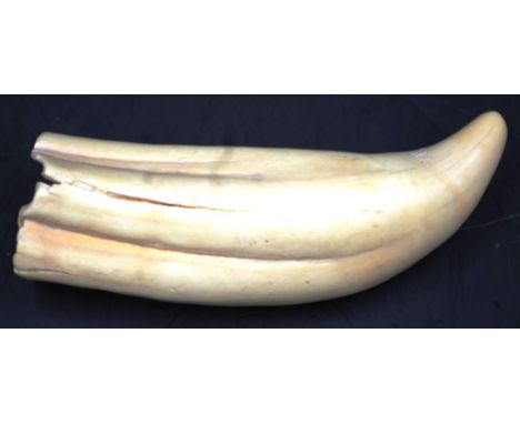 Small marine tooth length approx 110cm. NB Export of this item is not permitted.