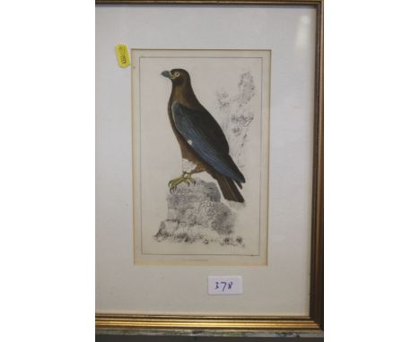 A collection of 19th century hand-coloured prints / book plates, birds and butterflies and animals, framed and glazed