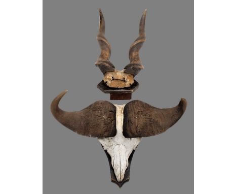 Horns/Skulls: A Set of Cape Buffalo &amp; Eland Horns, circa late 20th century, a large set of adult Cape buffalo bull horns 