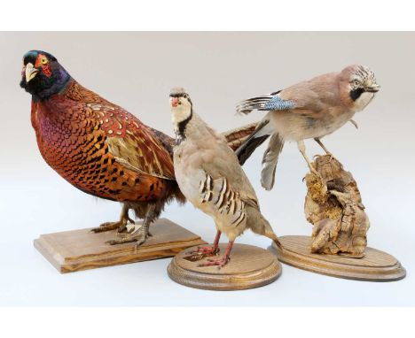 Taxidermy: A Group of European Counrtyside Birds, late 20th century, to include - a Ring-necked Pheasant cockbird, French Par