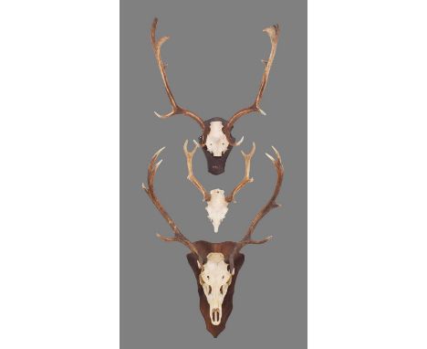 Antlers/Horns: A Set of Red Deer, Sika Deer &amp; Fallow Deer Antlers, circa 21st century, a set of adult Red deer stag antle