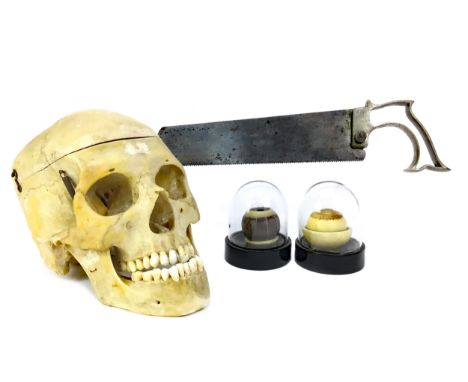 ANATOMICAL HUMAN SKULL, 16cm high, also three wax models human eyes, a bone saw, four glass syringes, surgical needles and th