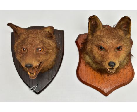 TAXIDERMY: TWO FOXES MASKS MOUNTED ON OAK SHIELDS, the example on the lighter oak shield bears label verso for 'T. H. POTTER 