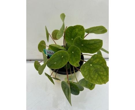 Money Plant houseplant in ceramic pot. Not available for in-house P&amp;P 