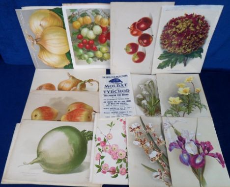 Ephemera, Gardening, a collection of fruit, vegetable and flower colour plates from garden catalogues together with an advert