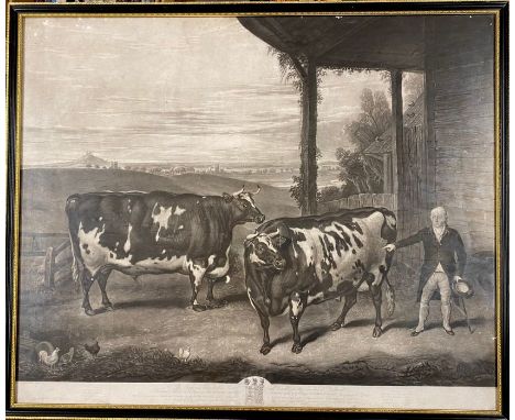 Durham Oxen. A George IV period mezzotint, engraved by Charles Turner after Thomas Weaver, dedicated to Sir Clifford Constabl