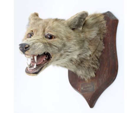 Antique Spicer taxidermy fox head/mask, stamped P Spicer &amp; Sons Taxidermists Leominster, plaque to front Elham Park 1925,