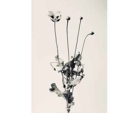 Carrie Lees (b.1966)PoppySigned with initials (lower right)Giclée archival pigment print, edition 2/590 x 60cm
Carrie Lees tr