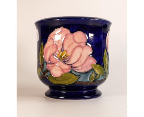 Large Moorcroft Magnolia on blue planter. Height 18cm, diameter 18cm 