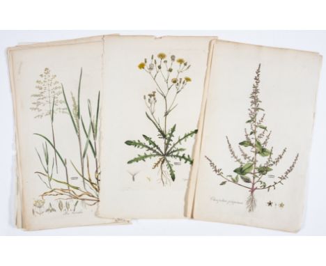 NO RESERVE Botany.- A group of botanical plates, British wild flowers and grasses, all engraved with hand-colouring, many by 