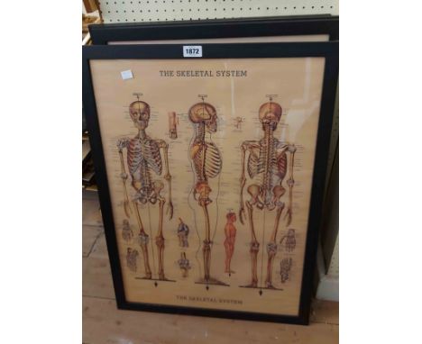 A selection of framed pictures and prints including 'The Skeletal System' educational coloured print, two eye test charts and