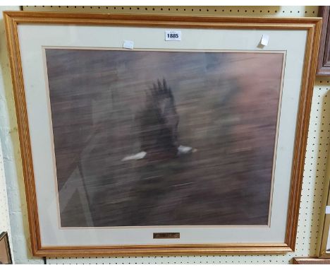 A gilt framed signed coloured print entitled 'Sheer Velocity', depicting a blurred image of an eagle in flight